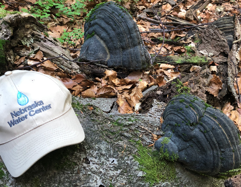 Large mushrooms beside hat on ground